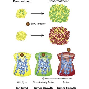 Schematic showing how Hedgehog pathway signaling drives tumor growth and response to an SMO inhibitor.