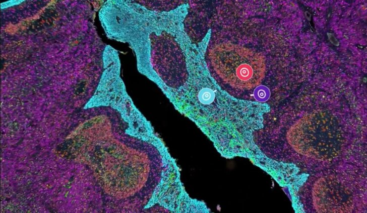 Multiplex fluorescence image of tissue revealing cellular and molecular organization.